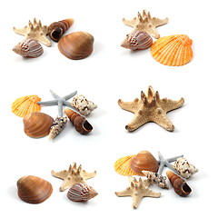 Image showing seashells collection