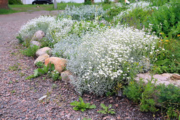 Image showing decorative flowerses on town lawn