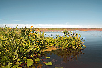 Image showing yellow flowerses on big lake