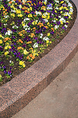 Image showing decorative flowerses on town lawn