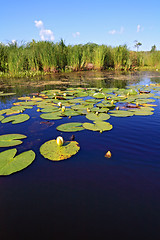 Image showing water lilies on small lake