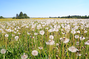 Image showing white dandelions on summer field