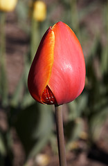 Image showing Red Tulip