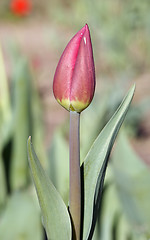 Image showing Red Tulip