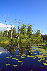 Image showing water lilies on small lake