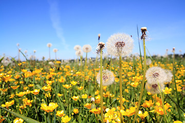 Image showing white dandelions on yellow field