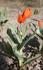 Image showing Red Tulips