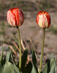 Image showing Red Tulips