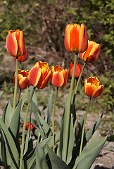 Image showing Red Tulips