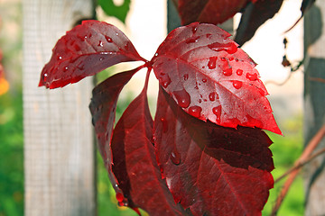 Image showing red wood sheet