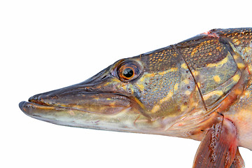 Image showing pike head on white background