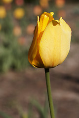 Image showing Yellow Tulip