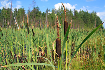 Image showing red bulrush amongst green sheet 