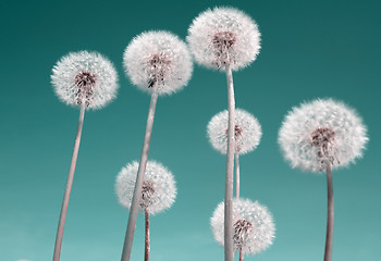 Image showing white dandelions on celestial background