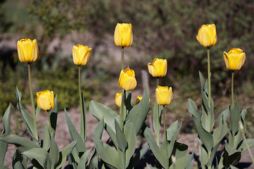 Image showing Yellow Tulips