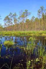 Image showing timber lake