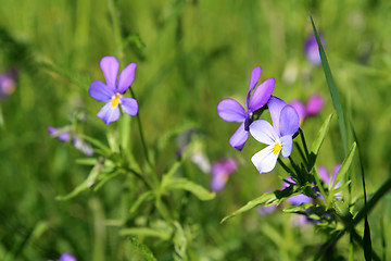 Image showing summer flowerses amongst green herb