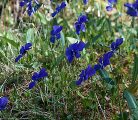 Image showing Viola altaica