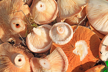 Image showing mushrooms