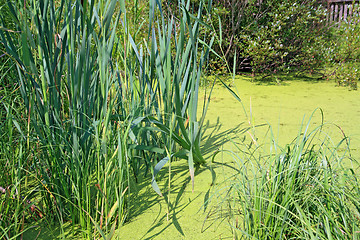 Image showing duckweed and reed in wood marsh