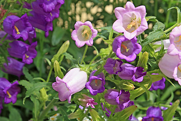 Image showing summer flowerses amongst green herb