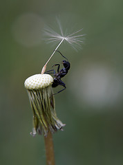 Image showing Ant on dandelion