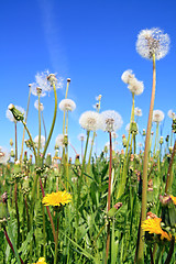 Image showing field flowerses on summer field