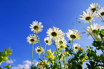 Image showing daisy flower under blue sky