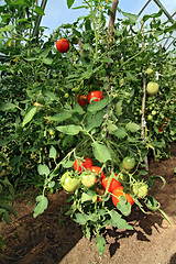 Image showing red and green tomatoes in hothouse