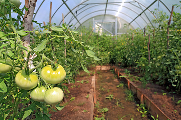 Image showing green tomatoes in plastic to hothouse