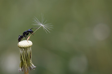 Image showing Ant on dandelion