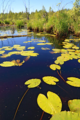 Image showing water lilies sheet on lake