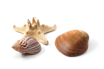 Image showing Shell