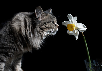 Image showing Cat and Narcissus