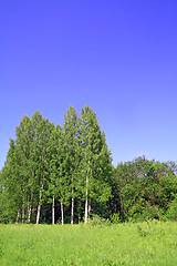 Image showing birch copse on summer field