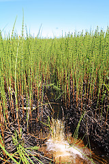 Image showing small creek amongst marsh horsetail