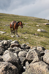 Image showing Horse in Sayan mountains