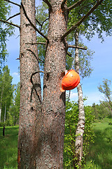 Image showing helmet of the woodsman on tree