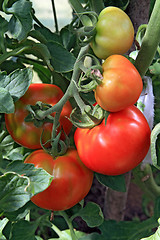 Image showing red and green tomatoes in hothouse