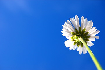 Image showing daisy under blue sky