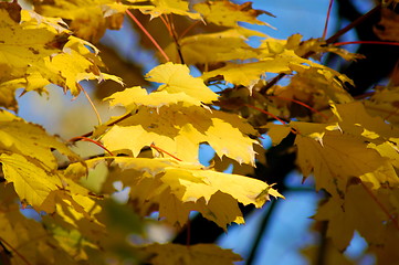 Image showing Fall leaves