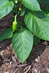 Image showing  small green pepper in hothouse