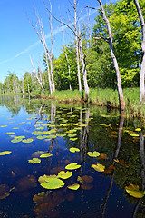 Image showing green water lilies on small lake