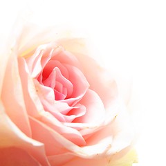 Image showing rose flower