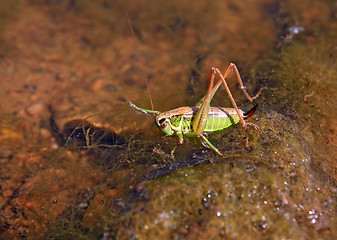 Image showing grasshopper on stone amongst water