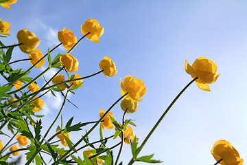 Image showing globe-flower on celestial background