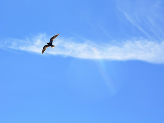 Image showing blackenning sea gull in blue sky
