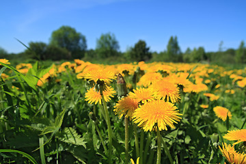 Image showing yellow dandelions on green field