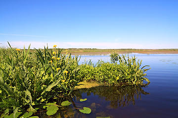 Image showing yellow flowerses on big lake