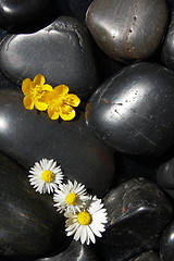 Image showing daisy flowers on black stones